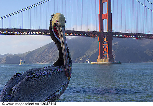 Peruanischer Pelikan steht an der Golden Gate Bridge
