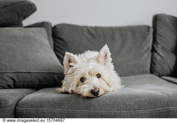 Pet dog resting on couch in living room