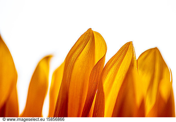 Petals of sunflower close up