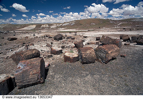 Petrified logs lay scattered over the ground in the Petrified Forest National Park in Arizona.