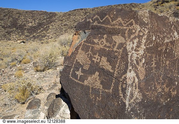 Petroglyphs along Mesa Point Trail  Boco Negra Unit  Petroglyph National Monument  New Mexico.