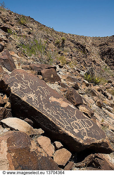 Petroglyphs in Petroglyph Canyon in the Sloan Canyon National Conservation Area  Nevada. This area contains one of the greatest concentrations of Native American rock art in the United States  with more than 1 700 petroglyphs made over a period of about 2 000 years.