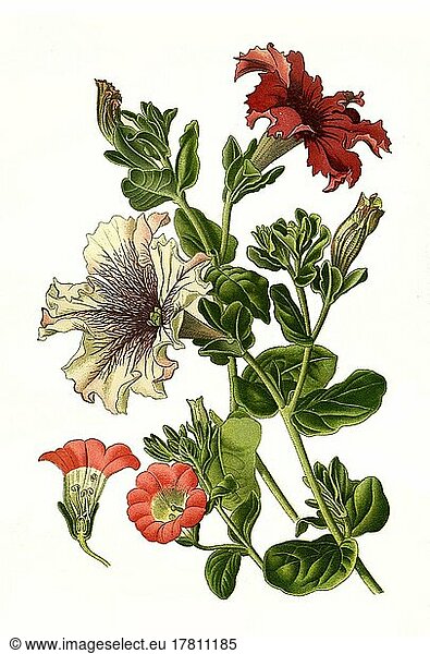 Petunias hybrid  Petunia  Petunie  digital restaurierte Reproduktion einer Vorlage aus dem 19  Jahrhundert