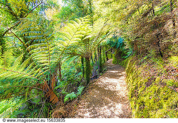 Pfad durch Bäume am Abel Tasman Coastal Track  Südinsel  Neuseeland