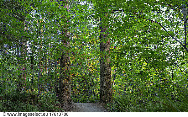 Pfad durch den üppigen Stadtwald Green Timbers in Surrey  BC  Kanada; Surrey  British Columbia  Kanada