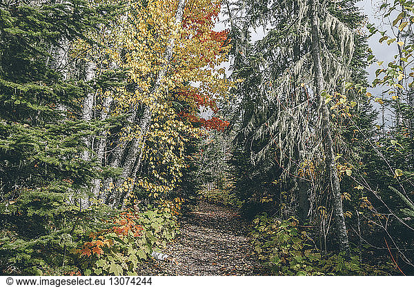Wald Insgesamt 367123 Bilder Seite 5 Bei Imageselect