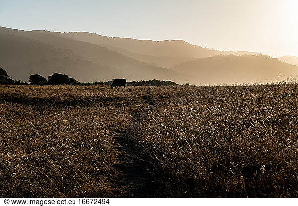 Pfad zu den nebligen Hügeln  vorbei an einer Kuh auf einem Feld bei Sonnenuntergang