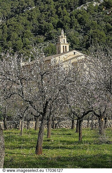 Pfarrkirche La Immaculada Concepci? und Mandelblüte  Caimari  Mallorca  Balearische Inseln  Spanien.