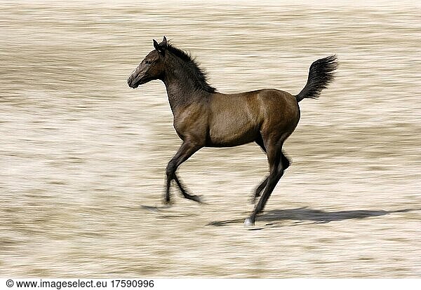 Pferd  Araber  Reitpferd  Fohlen  Bewegungsunschärfe