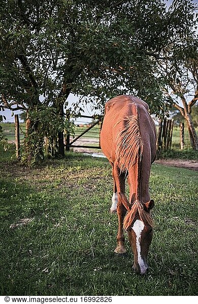Pferd auf der Estancia San Juan de Poriahu  einer Rinderfarm in den Ibera-Feuchtgebieten  Provinz Corrientes  Argentinien