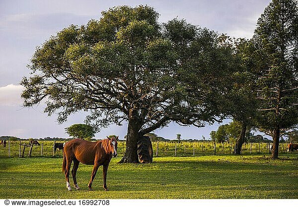 Pferd auf der Estancia San Juan de Poriahu  Ibera Wetlands  einem Sumpfgebiet in der Provinz Corrientes  Argentinien