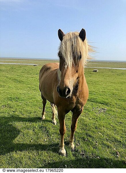 Pferd auf einer grünen Wiese  Landzunge Stokksnes  Austurland  Ostisland  Island  Europa