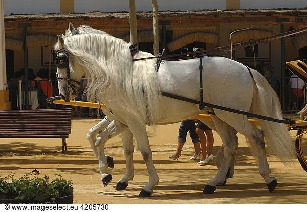 Pferd   Feria de Caballo   Jerez de la Frontera   Cadiz   Andalusien   Spanien   Europa