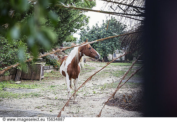 Pferd in Scicli  Sizilien