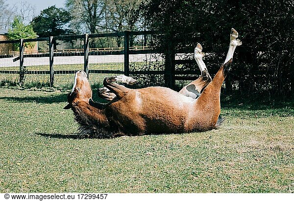 Pferd liegt auf dem Rücken  juckt und kratzt sich spielerisch in der Sonne