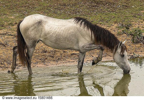 Pferd trinkt aus dem Fluss  Pousada Pouso Alegre  Pantanal  Mato Grosso  Brasilien  Südamerika