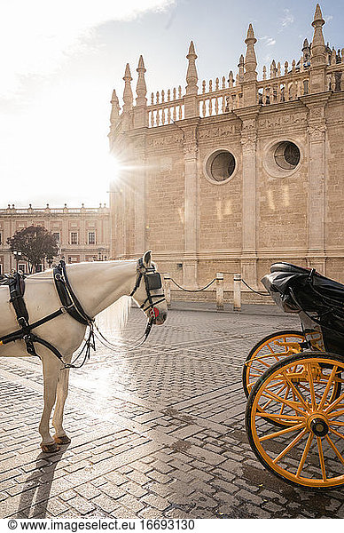 Pferd und Kutsche beim Warten mit dem Alcazar von Sevilla im Hintergrund