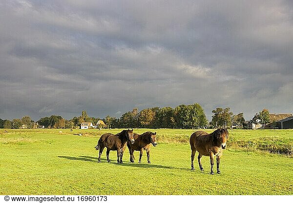 Pferde auf einer Wiese in der Nähe von Tietjerksteradeel in der niederländischen Provinz Friesland unter einem dunkel bewölkten Himmel.