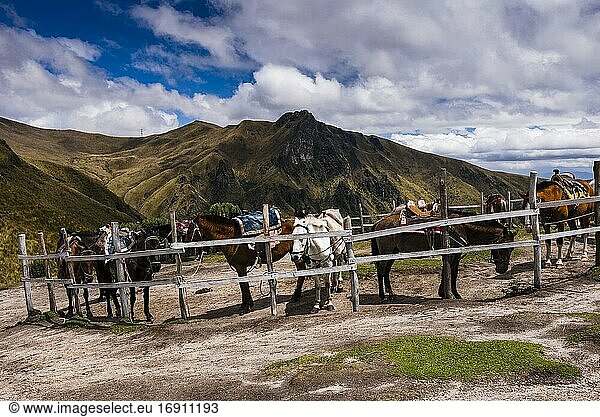 Pferde  die Ausritte auf den Vulkan Pichincha anbieten  Quito  Provinz Pichincha  Ecuador  Südamerika