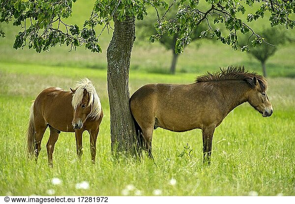 Pferde  Hauspferde (Equus caballus) auf weitläufiger Weide unter Apfelbaum  Nidda  Hessen  Deutschland  Europa