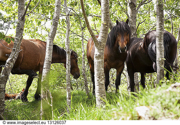 Pferde im Wald