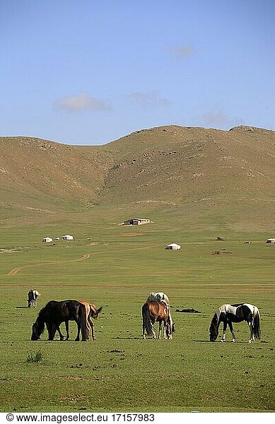 Pferde in der Steppe  Mongolei.