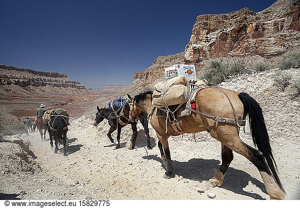 Pferde mit Vorräten gehen einen staubigen Weg in einer rauen Landschaft