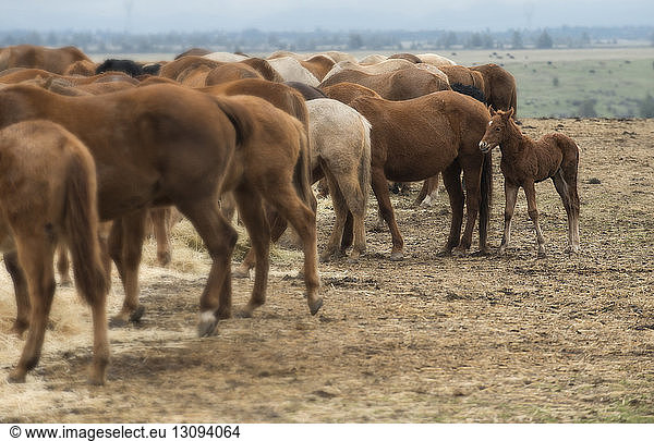 Pferde und Fohlen stehen auf dem Feld im Silver Falls State Park