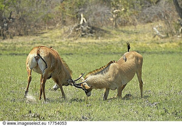 Pferdeantilope  Pferdeantilopen (Hippotragus equinus)  Antilopen  Huftiere  Paarhufer  Säugetiere  Tiere  Roan Antelope two adult males  fighting  Kafue N. P. Zambia  September