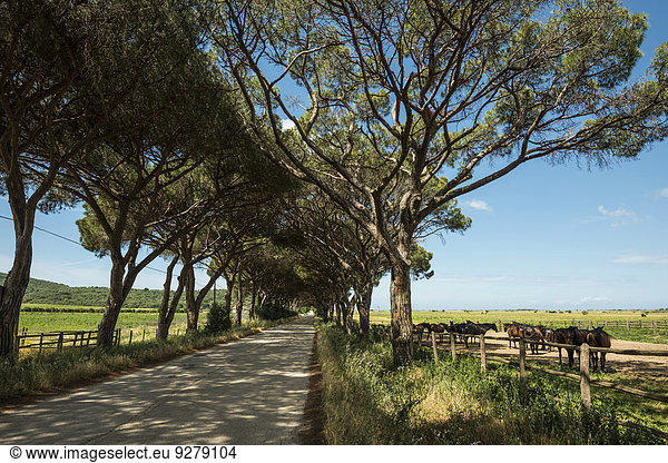 Pferdeherde und Pinienallee  Parco Regionale della Maremma  bei Grossetto  Toskana  Italien