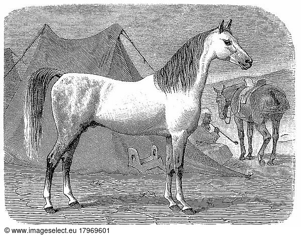 Pferderasse  arabisches Pferd  Araber  Historisch  digital restaurierte Reproduktion einer Originalvorlage aus dem 19. Jahrhundert