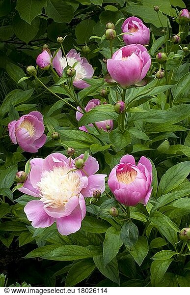 Pfingstrose Bowl of Beauty (Paeonia lactiflora)  Strauchpäonie  Päonie
