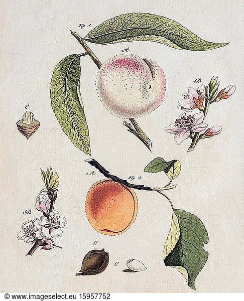 Pfirsich (Prunus persica) und Aprikose (Prunus armeniaca)  handkolorierter Kupferstich aus Friedrich Justin Bertuch Bilderbuch für Kinder  1798  Weimar  Deutschland  Europa