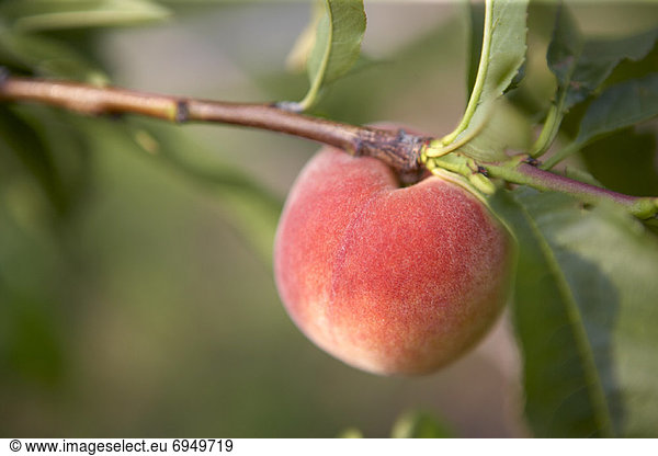Pfirsichbaum  Prunus persica