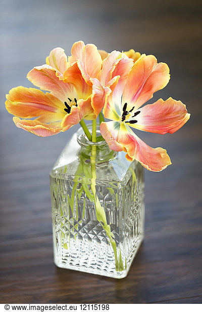 Pfirsichfarbene Tulpen in einer dekorativen Glasvase; Surrey  British Columbia  Kanada
