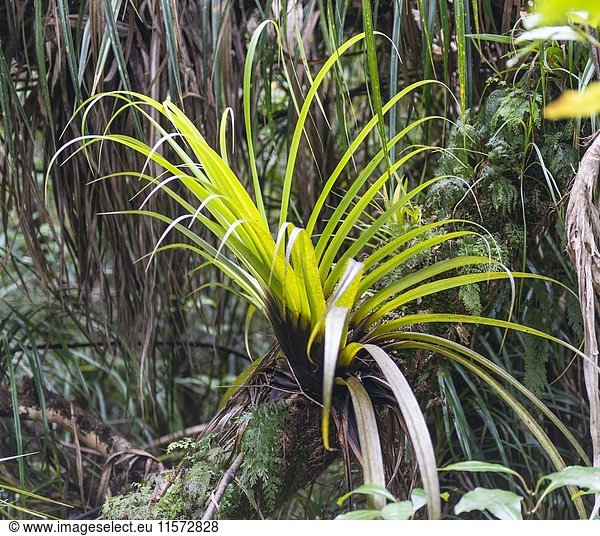 Pflanze  Epiphyt auf Baumstamm  Vegetation im Waipoua Kauri Forest  Northland  Nordinsel  Neuseeland  Ozeanien
