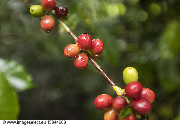 Pflanze für Rohkaffee (Kaffeekirsche)  Mittelamerika