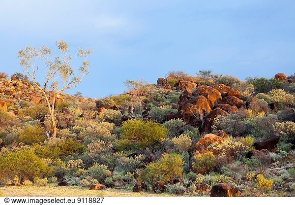 Pflanze  Regen  Australien  Granit  New South Wales