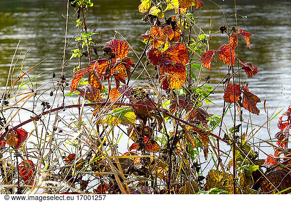 Pflanzen am Flussufer im Herbst