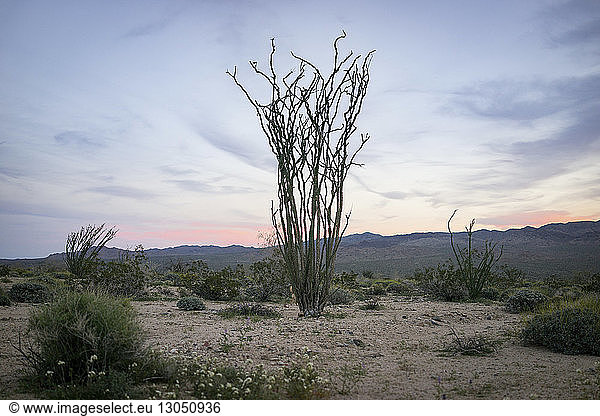 Pflanzen  die bei Sonnenuntergang auf dem Feld im Joshua-Tree-Nationalpark wachsen