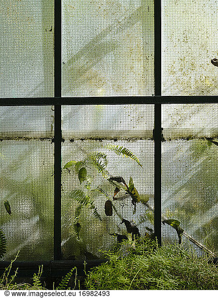 Pflanzen gegen das Fenster gedrückt