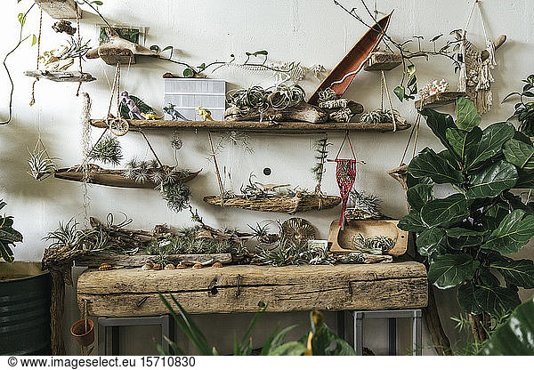 Pflanzensortiment und Dekoration in einem Ausstellungsraum