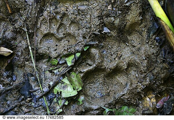 Pfotenabdruck  Spur eines Jaguars im sumpfigen Boden  Serere Eco Reserve  bei Rurrenabaque  Distrikt Beni  Bolivien  Südamerika