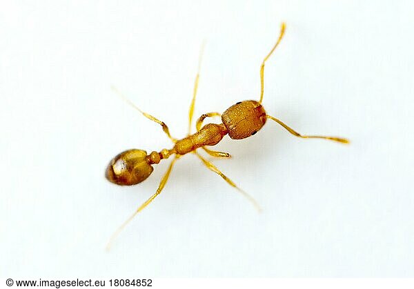 Pharaoh ant (Monomorium pharaonis)  ant  ants
