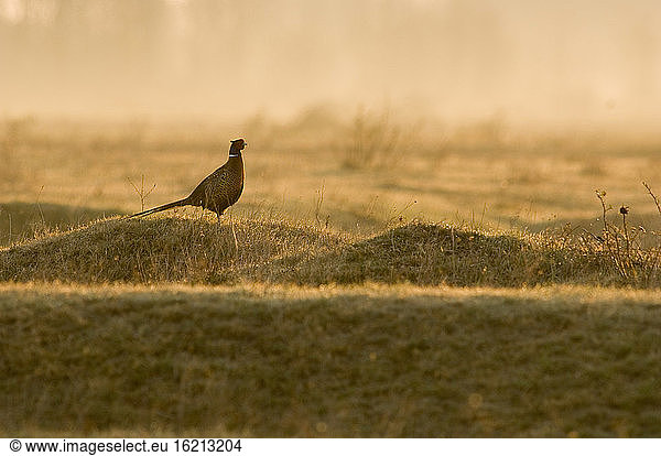 Pheasant cock in field