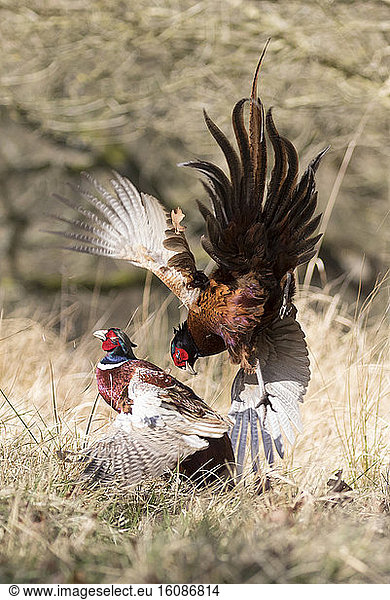 Pheasant (Phasianus colchicus) Male pheasant fighting  England  Spring