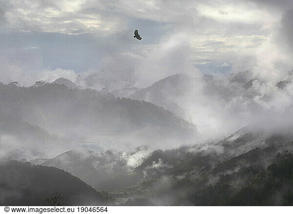 Philippine eagle over rice terraces in fog; Southern Ifugao Province.