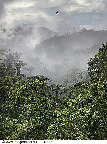 Philippine eagle over tropical rainforest with mountains in fog.