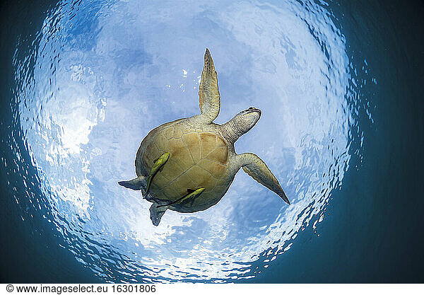 Philippines  Palawan  Busuanga  Dimakya  Green sea turtle (Chelonia mydas)