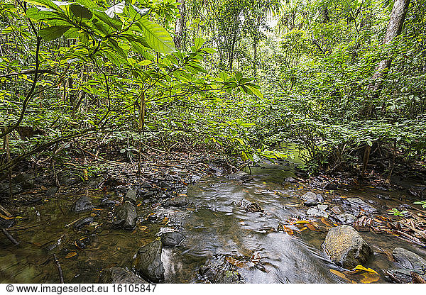 Philippines  Palawan  Roxas  ecosystem of the critically endangered Philippines forest turtle (Siebenrockiella leytensis) during a Rapid Biodiversity Assessment in Mendoza area